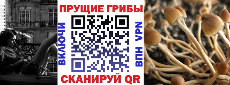 Псилоцибиновые грибы GOLDEN TEACHER Луга
